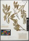 Foto von Salix glaucosericea Flod.